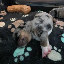 Dante - Merle male Pomsky puppy in Omaha, Nebraska from Wolfpack Pomskies