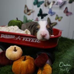 Omen 10th pick - Blue merle male Bernedoodle puppy in Fort Myers, Florida from Little Golden Farm