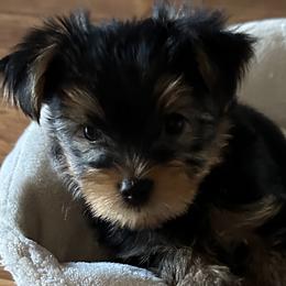 Yorkshire Terriers from Angelica's Yorkshire Terriers