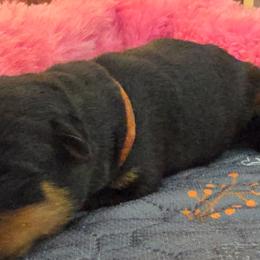 Orange boy - Black and mahogany male Rottweiler puppy in Lake City, Florida from Haus Der Wut Kennels
