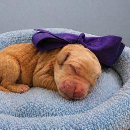 Peanut - Cream male Goldendoodle puppy in The Woodlands, Texas from Gracie's Goldendoodles and Bernedoodles