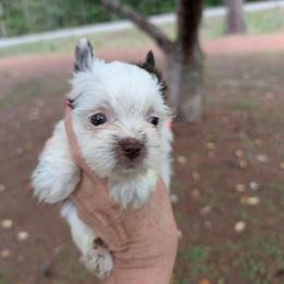 Rex - Parti male Yorkshire Terrier puppy in Gaylesville, Alabama from Sweet Alabama Yorkies