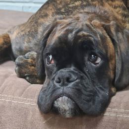 Boxers from FARZE BOXERS