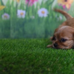 Cavalier King Charles Spaniel Puppies from Reigning Glory
