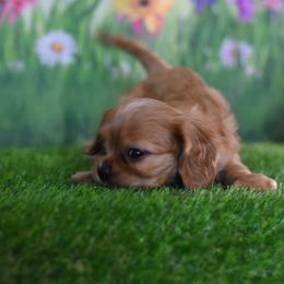Cavalier King Charles Spaniel Puppies from Reigning Glory