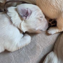 Brown - Golden male Golden Retriever puppy in Lucasville, Ohio from Halo Kennels