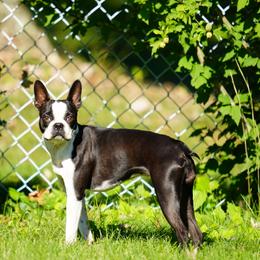 Parcy - Boston Terrier