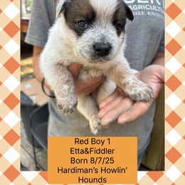 He is very laidback. A cuddle bug. Calm puppy for a cattle dog puppy. He does have an overbite according to the vet. - Red speckled male Australian Cattle Dog puppy in Dillwyn, Virginia from Hardiman’s Howlin’ Hounds