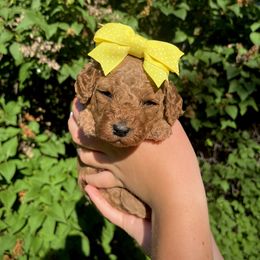 Goldendoodle Puppies from Idaho Sugar Doodle Pups