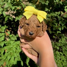 Goldendoodle Puppies from Idaho Sugar Doodle Pups