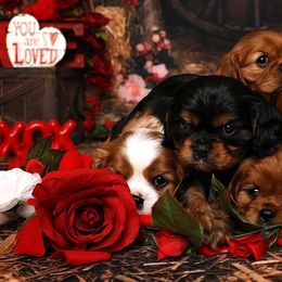 Cavalier King Charles Spaniels from Casa De Cavaliers