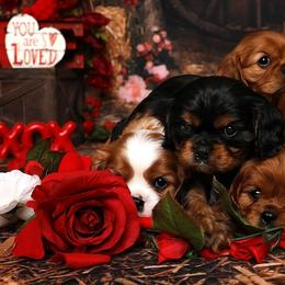 Cavalier King Charles Spaniels from Casa De Cavaliers