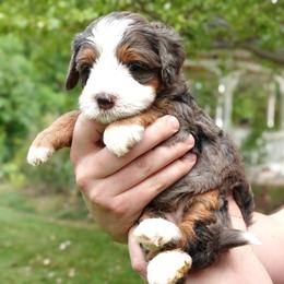 Carrie - Merle female Bernedoodle puppy in Ammon, Idaho from Little Stone Bernedoodles