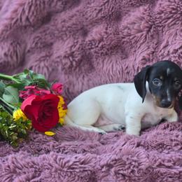 Tissy - Piebald female Dachshund puppy in Oklahoma City, Oklahoma from Hamm Weenies  AKC (Dachshunds)