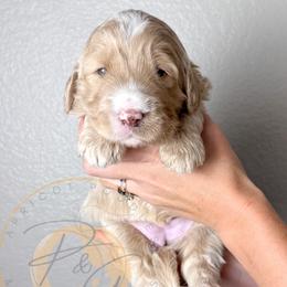 Chai - Cream female Goldendoodle puppy in Murrieta, California from Apricot Poodles & Goldendoodles, LLC