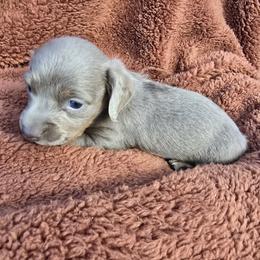 Marlo - Fawn (Isabella) male Dachshund puppy in Washburn, Tennessee from Broken Arrow Miniature Dachshunds