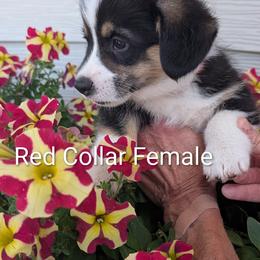Girl 5 Red Collar - Black and tan female Pembroke Welsh Corgi puppy in Alexandria, Minnesota from Tammy Gorham Corgis