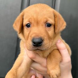 Hyacinth (Whiskey) - Yellow female Labrador Retriever puppy in Great Falls, Montana from Yogo Point Kennels
