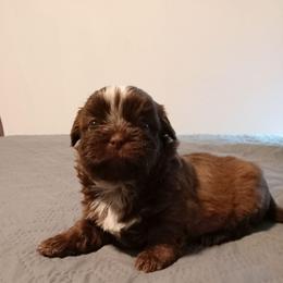 Macho Man 3 - Chocolate male Shih Tzu puppy in Grand Prairie, Texas from R&R Shih-Tzus & Stud Services