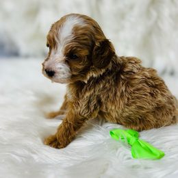 Butterscotch - Red male Cavapoo puppy in Nixa, Missouri from Davis Family Doodles