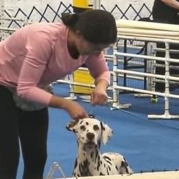 Dalmatians from SpotWise Dalmatians