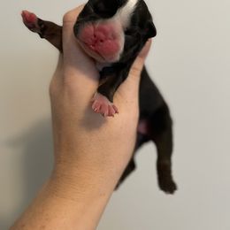 Bulldog Puppies from Heavenly English Bulldogs