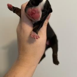 Bulldog Puppies from Heavenly English Bulldogs