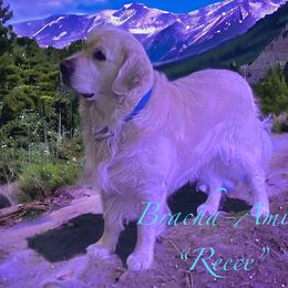 Reece - Goldendoodle