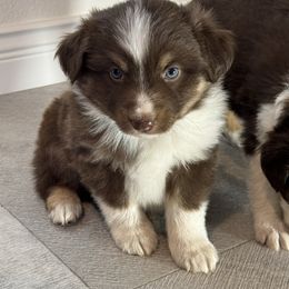 Miniature Australian Shepherd and Toy Australian Shepherd Puppies from T’s Mini and Toy Aussies