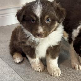 Miniature Australian Shepherd and Toy Australian Shepherd Puppies from T’s Mini and Toy Aussies