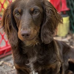 JB - Chocolate and tan male Dachshund puppy in Lakeland, Florida from Elite Doxies Florida