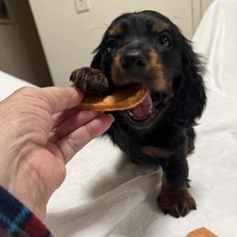 Lady - Black and cream female Dachshund puppy in El Cajon, California from roxiesdoxies