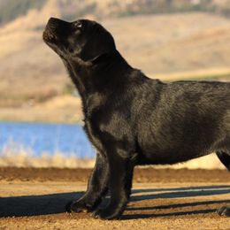 Labrador Retriever Puppies from Lonedove Kennels
