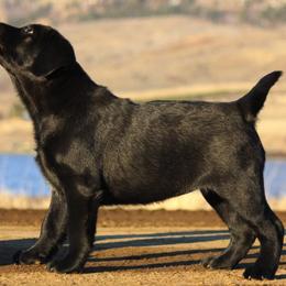 Labrador Retriever Puppies from Lonedove Kennels