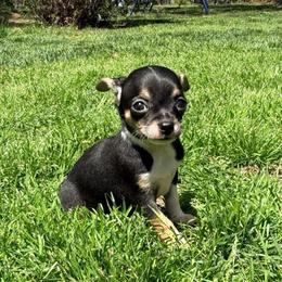 Darin AKC - Black and tan male Chihuahua puppy in Seneca, Missouri from Stephanie’s Puppy Colony
