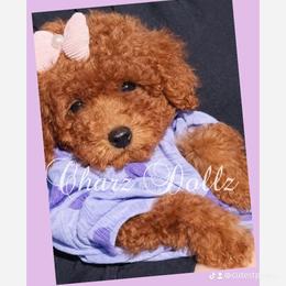 Tia Rose - Red female Yorkipoo puppy in North Huntington, Pennsylvania from Charz Dollz