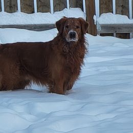 Duke - Golden Retriever