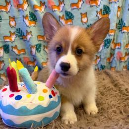 Finch - Red male Pembroke Welsh Corgi puppy in Minooka, Illinois from Lucky J Corgis