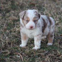 Australian Shepherd Puppies from Rockin Rafter L Aussies
