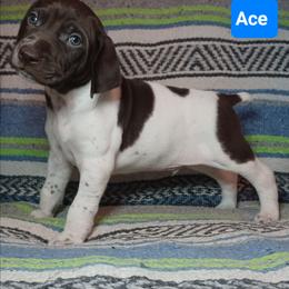 Ace - Liver and white male German Shorthaired Pointer puppy in Elberta, Alabama from Old Orchard Farm