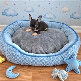 Jackson - Black and tan male Chihuahua puppy in Cape Coral, Florida from Inspired Chihuahuas
