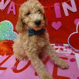 Goldendoodle Puppies from az goldendoodle pups