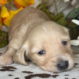 Talisa - Cream female Dachshund puppy in Lakeland, Florida from Buckwild Doxies