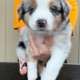 Harbor - Blue merle male Miniature American Shepherd puppy in White City, Oregon from Born Rogue Miniature American Shepherds