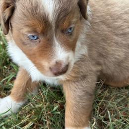 Boy 3 - Red merle male Miniature Australian Shepherd puppy in Amarillo, Texas from Duclops Ranch Aussies