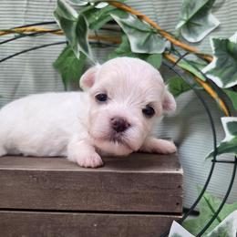 Louie - White male Maltese puppy in Monticello, Iowa from Ashley’s Puppies
