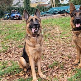 German Shepherds from Alford German Shepherds