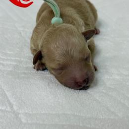 Juliet - Apricot female Goldendoodle puppy in Yerington, Nevada from GoldenHearted Doodles
