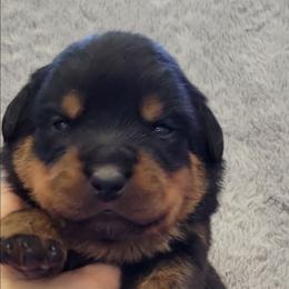 Boy 1 - Black and mahogany male Rottweiler puppy in Blanchard, Oklahoma from Mystique Kennel