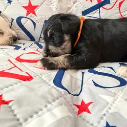 Orange Collar - Black and silver female Miniature Schnauzer puppy in Griggsville, Illinois from Stephenson’s Mini Schnauzer’s